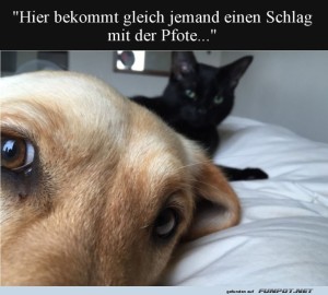 fun-Bild: Pfote vs. Fellnase: Wer ist schneller?