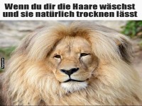 Hair Goals: L�wenm�hne Edition