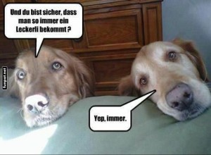 fun-Bild: Die geheime Taktik f&uuml;r Leckerlis