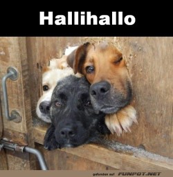 Drei-Hunde-f�r-ein-Halleluja.jpg auf www.funpot.net