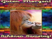 Affe denkt nach: Mund zu f�r mehr Weisheit!