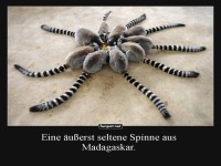 Madagaskars neue Zirkusattraktion