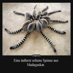 Madagaskars-neue-Zirkusattraktion.jpg von Klemens