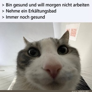 Die-Katze-und-das-Erk�ltungsbad.jpg von Liebeswolke