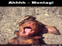 Dieser Hund hat den Montag gesehen