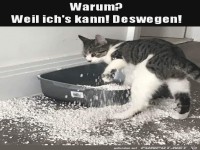 Ich kann das halt als Katze