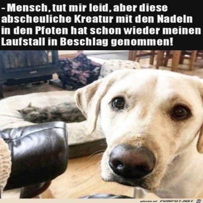 Diese-Katze-wieder.jpg von Alya