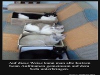 Alle Katzen sind aufger�umt