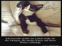 Entspannter Morgen mit einer Katze