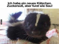 Das neue, s��e 'K�tzchen'