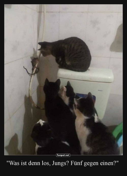 Katzenteam:-Fnf-gegen-einen!.jpg auf www.funpot.net