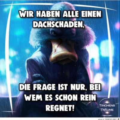 Wir-haben-alle-einen-Dachschaden.jpg von Sia