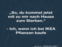 Lustiger Spruch �ber IKEA Pflanzen