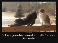 Yoga-Katze verr�t ihr Geheimversteck