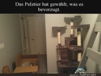 Kartons: Der wahre Katzenpalast