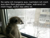 Morgenmuffel-Meerkatze im Winterwunderland