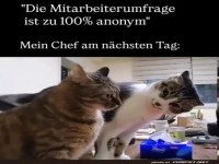 Wenn der Chef doch ein Katzenfan ist