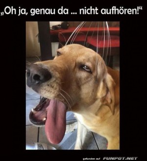 Hund-im-Spa:-Pure-Entspannung-f�r-Schn�ffelnasen!.jpg auf www.funpot.net