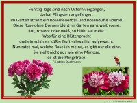 Pfingstrose
