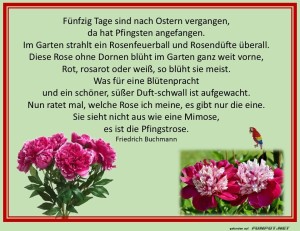 Pfingstrose.jpg auf www.funpot.net