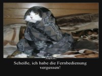 Katzen-TV ohne Fernbedienung
