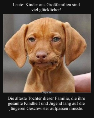 Wenn-Hunde-keine-Geschwister-m�gen....jpg auf www.funpot.net