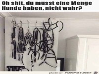 Du musst eine Menge Hunde haben