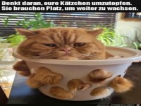 Katze muss umgetopft werden