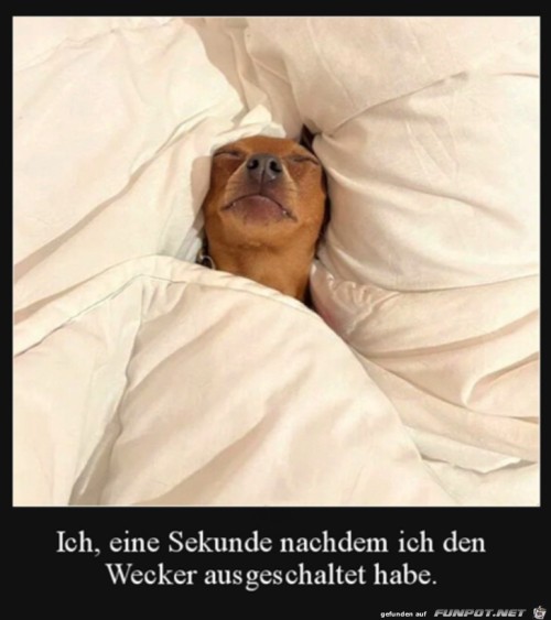 Nachdem-der-Wecker-aus-ist.jpg auf www.funpot.net