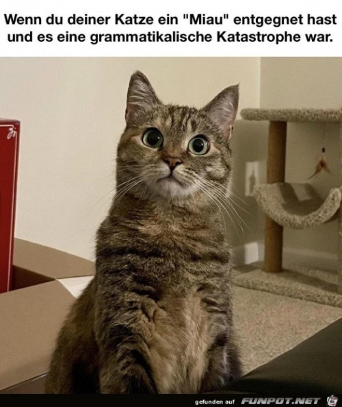 Falsches-Miau.jpg auf www.funpot.net