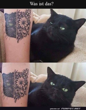 Katze-ist-skeptisch.jpg auf www.funpot.net