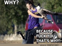 Frau wehrt G�nse ab: Humorvolle Szene