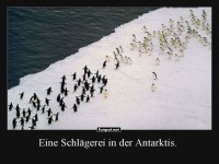 Pinguin Clash: Der antarktische Standoff