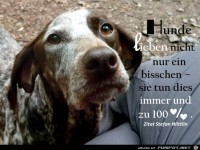 Hundeliebe