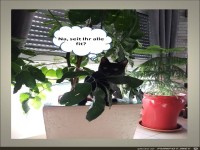 Ich hei�e Minimaus