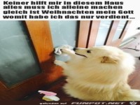 Immer dieser Stress