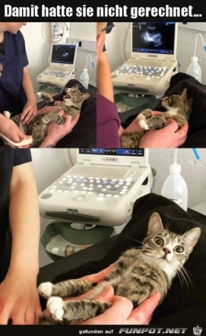 Das-hat-die-Katze-nicht-erwartet.jpg auf www.funpot.net