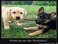 Bitte wirf das Stöchcken