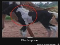 Das Pferd auf dem Pferd