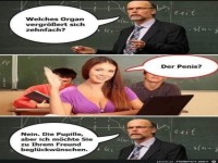 Welches Organ