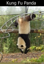 Panda-trainiert.jpg auf www.funpot.net