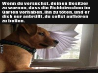 Hund schaut aus dem Fenster nach drauen