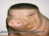 Friseurkunst f�r Schweine