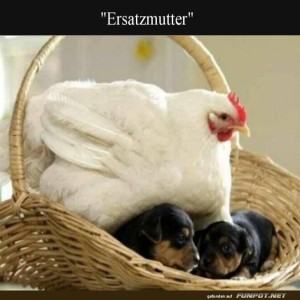 Huhn-und-Hunde:-Die-ungew�hnliche-Familie.jpg von Sahneschnitte