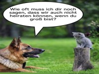 Hund-Katze Beziehungsgespr�ch