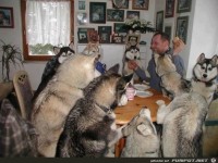 viele Hunde am Tisch