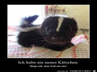 neues Kätzchen