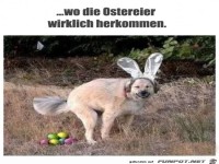 Da kommen die Eier wirklich her