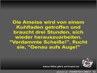 Die Ameise wird von einem Kuhfladen getroffen und braucht...