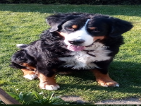 Der liebe Hund Geronimo